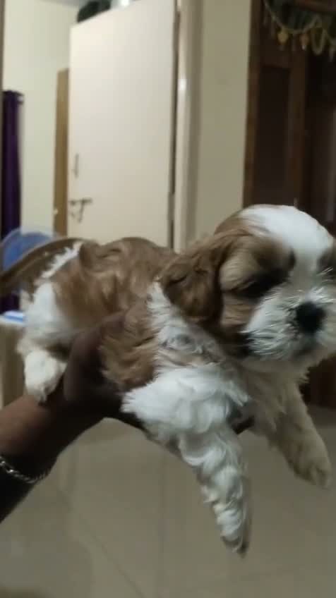 Shih Tzu | Black Color, farm video