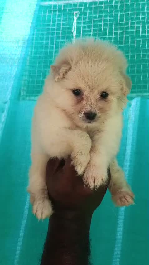 Pitbull Terrier Puppy, farm video
