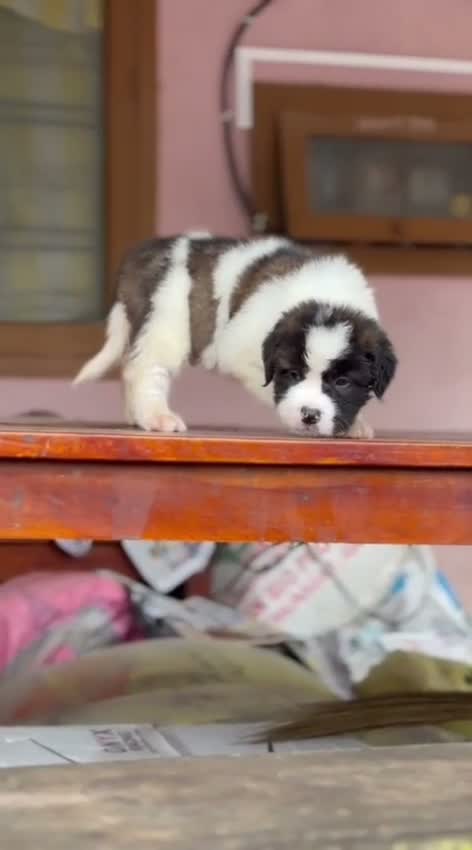 Saint Bernard Puppy, farm video