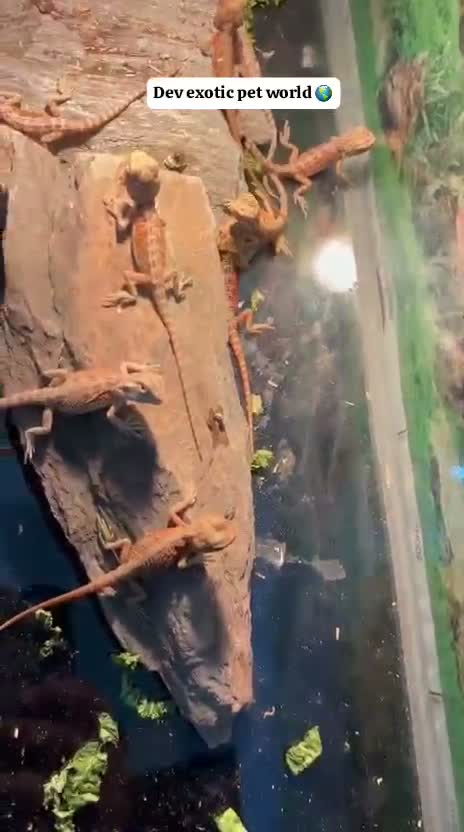 Bearded Dragon, farm video