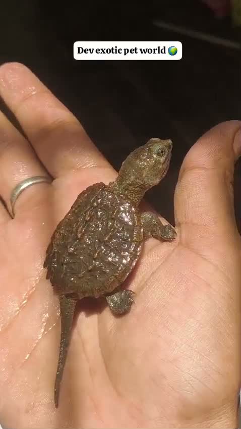 Small Cheek Conure, farm video