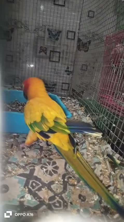 Sun Conure, farm video