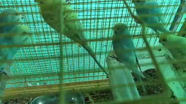 Budgies, farm video