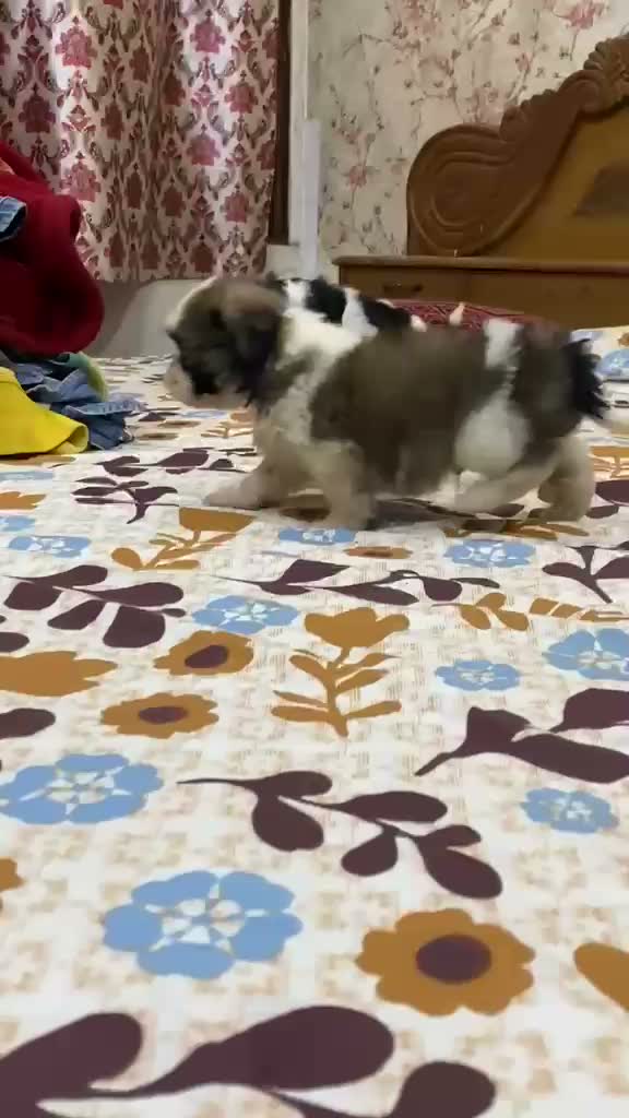 Shih Tzu | Black Color, farm video