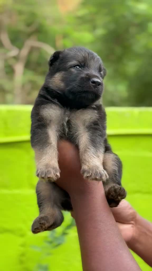 German Shepherd Puppy, farm video