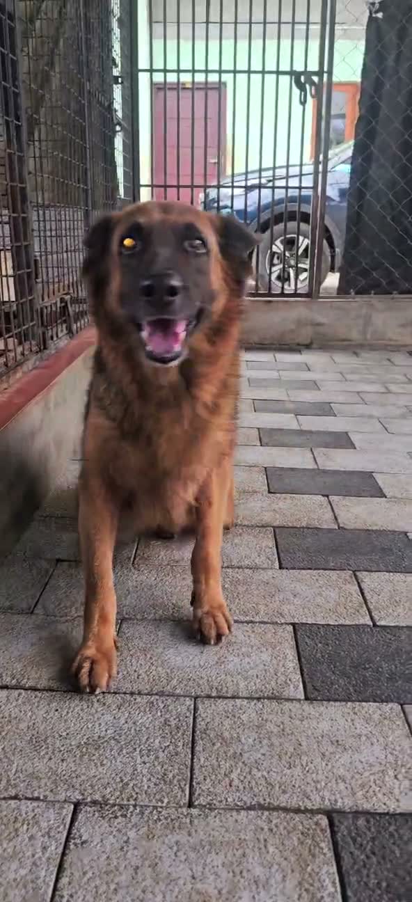 German Shepherd Puppy, farm video