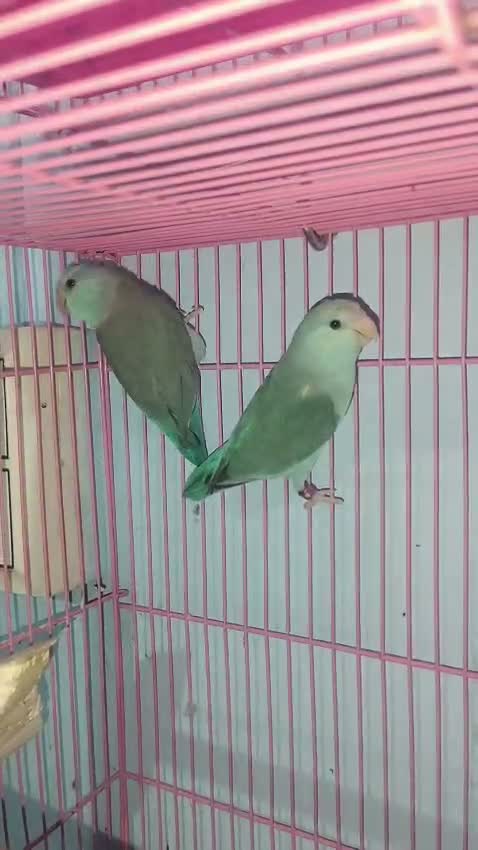 Blue Throated Conure, farm video