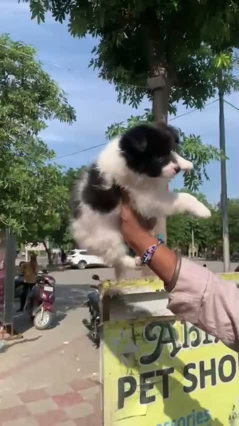 Culture Pom Puppy, farm video