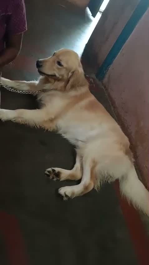 Golden Retriever, farm video