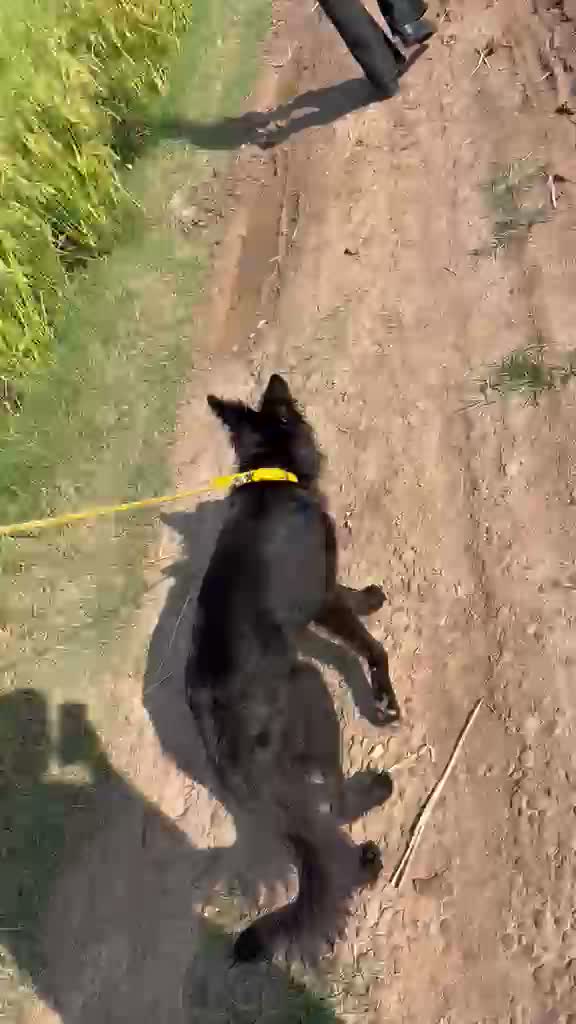 German Shepherd Puppy, farm video