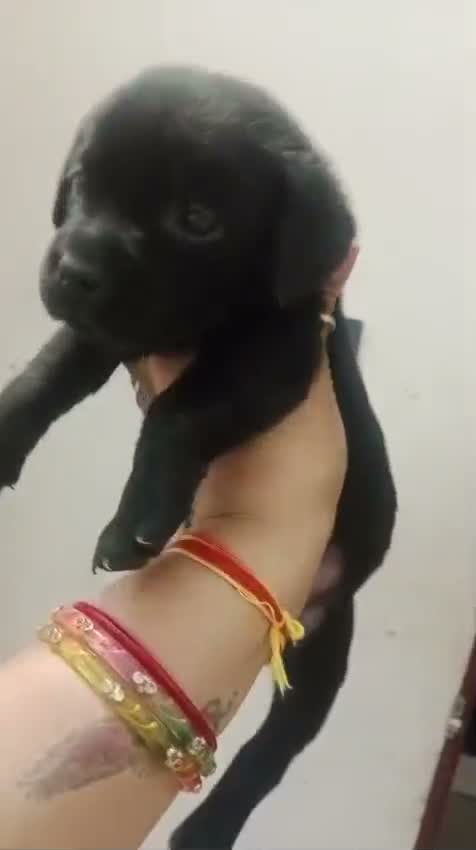 Beagle Black & Tan Puppy, farm video