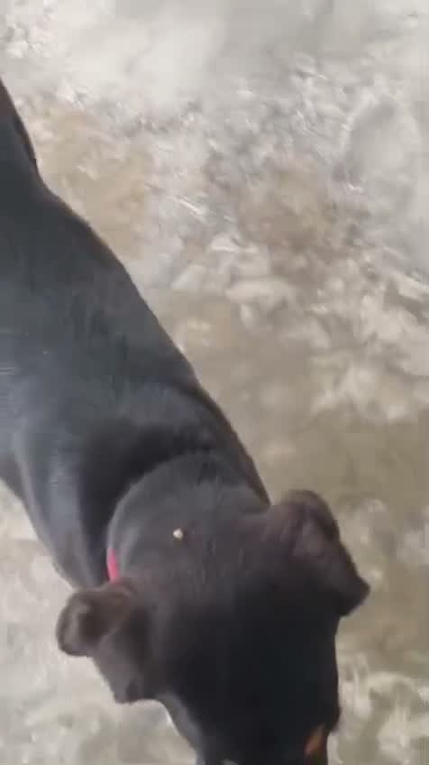 Rottweiler Puppy, farm video
