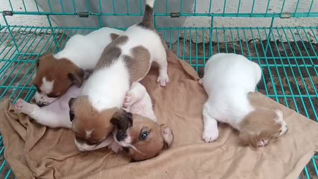 Pitbull Terrier Puppy, farm video