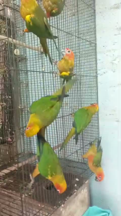 Sun Conure, farm video