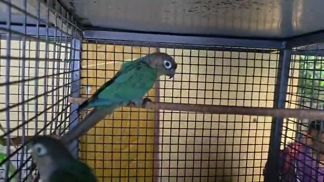 Small Cheek Conure, farm video