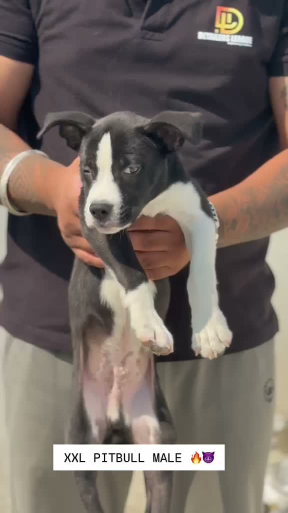 Pitbull Terrier Puppy, farm video