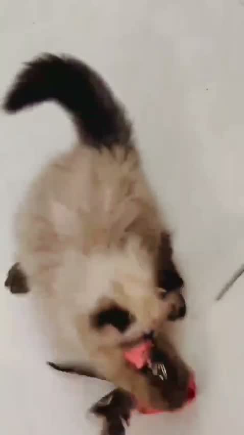 Himalayan Kitten, farm video