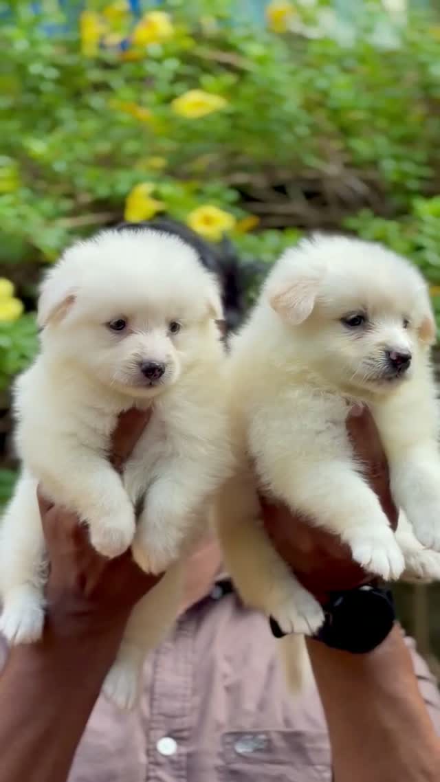Culture Pom Puppy, farm video