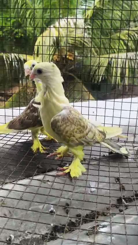 Homer Pigeon, farm video
