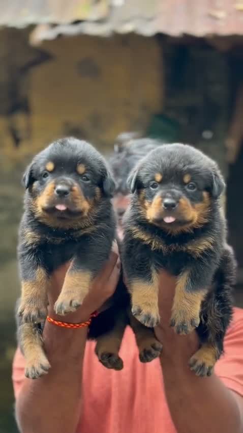 Rottweiler Puppy, farm video