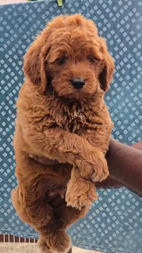 Doodle, farm video