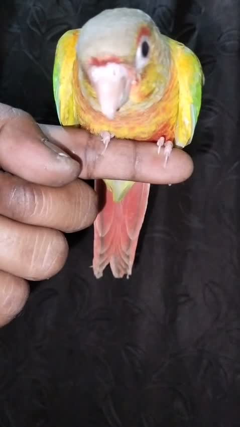 Small Cheek Conure, farm video