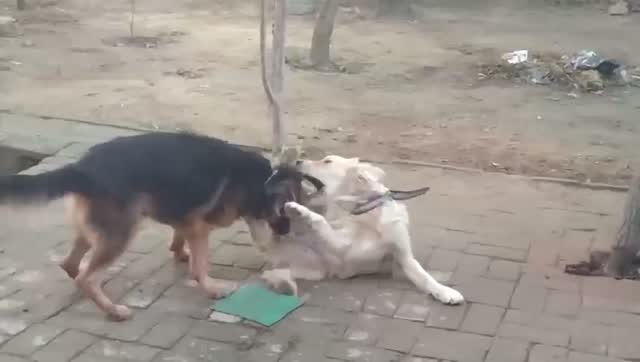 German Shepherd Puppy, farm video