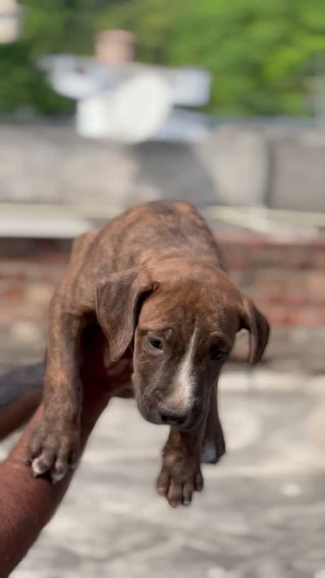 Pitbull Terrier Puppy, farm video