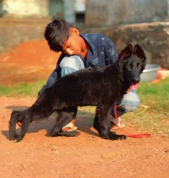 German Shepherd Puppy, farm video