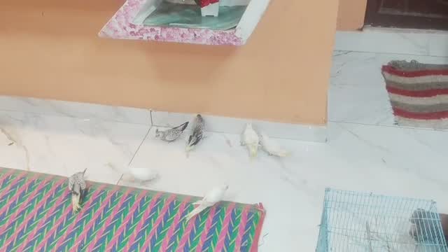 Cockatiel | Pied, farm video