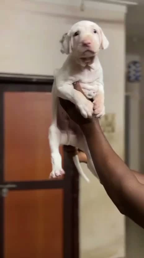 Rajapalayam Puppy, farm video