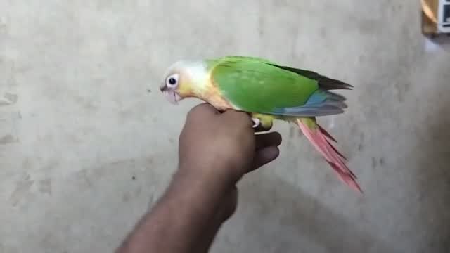Small Cheek Conure, farm video