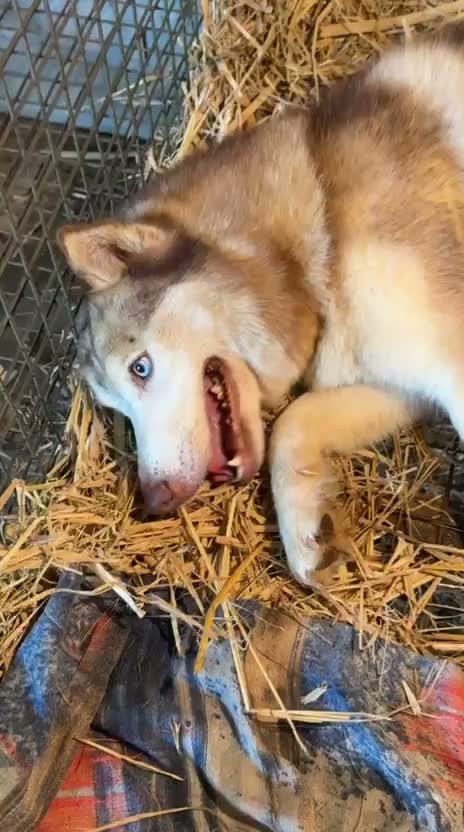 Siberian Husky Puppy | Black & White Color, farm video