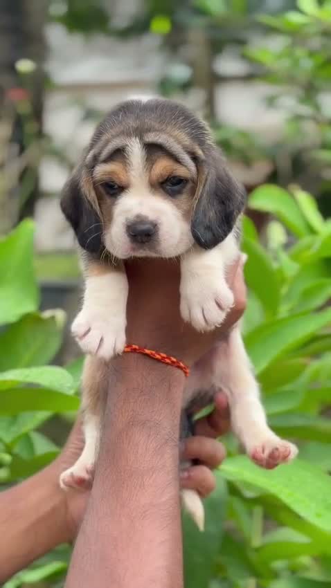 Beagle Black & Tan Puppy, farm video