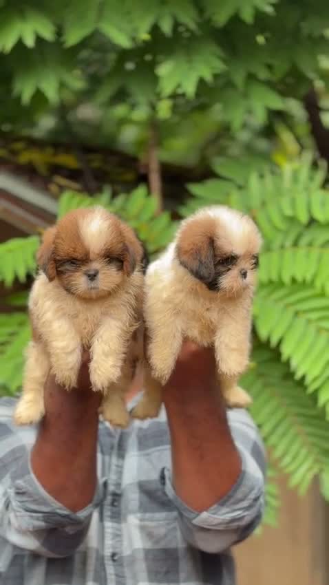 Shih Tzu | Black Color, farm video