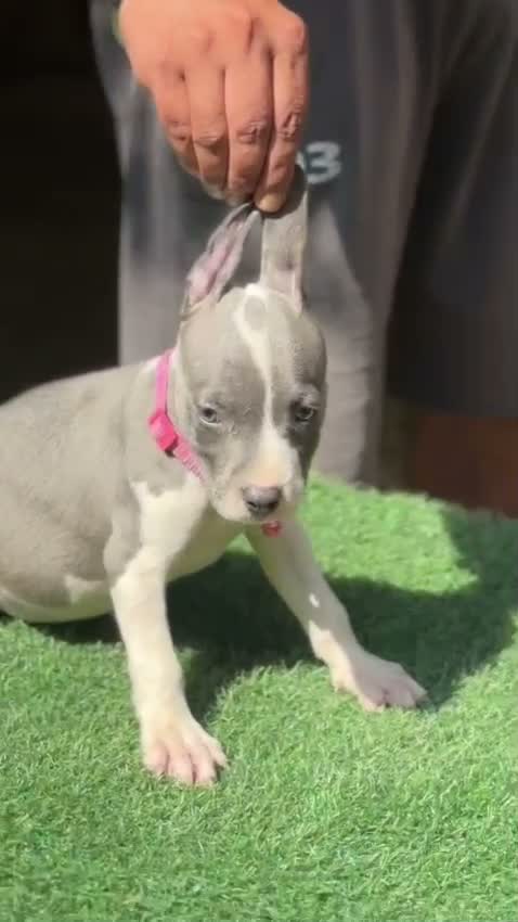 American Bully Pocket Size Puppy, farm video