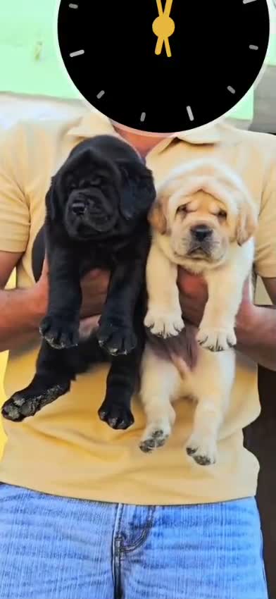 Beagle Black & Tan Puppy, farm video
