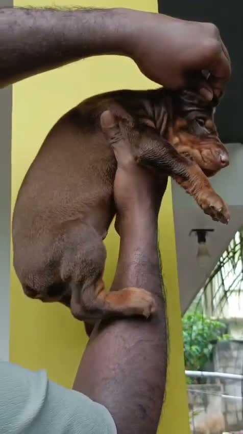 Doberman Pinscher Puppy, farm video