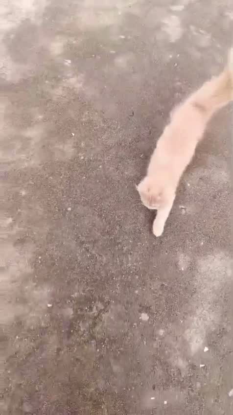 Persian, farm video