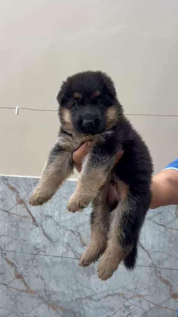 German Shepherd Puppy, farm video