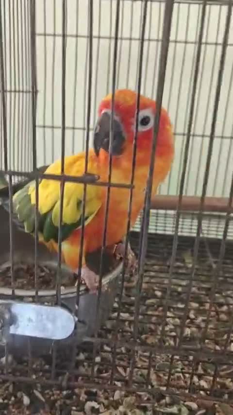 Small Cheek Conure, farm video