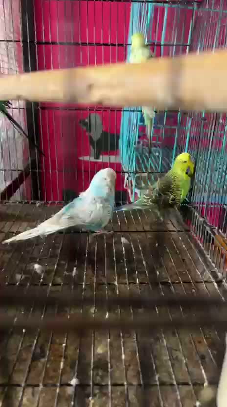 Exhibition Budgies, farm video