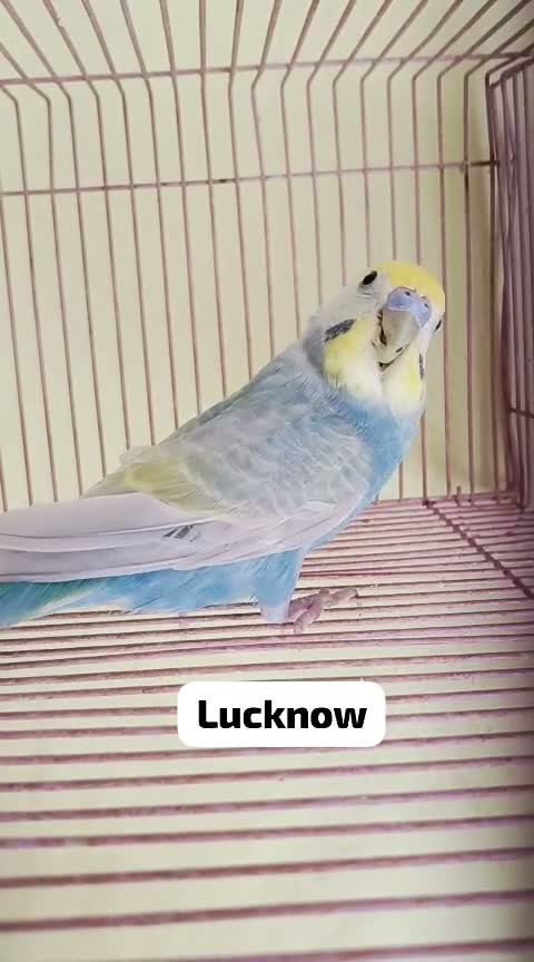 Budgies, farm video