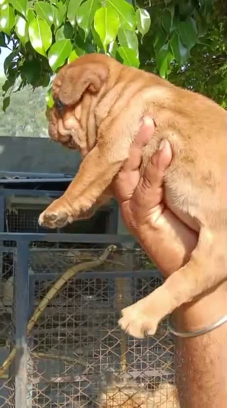 French Bulldog Puppy, farm video