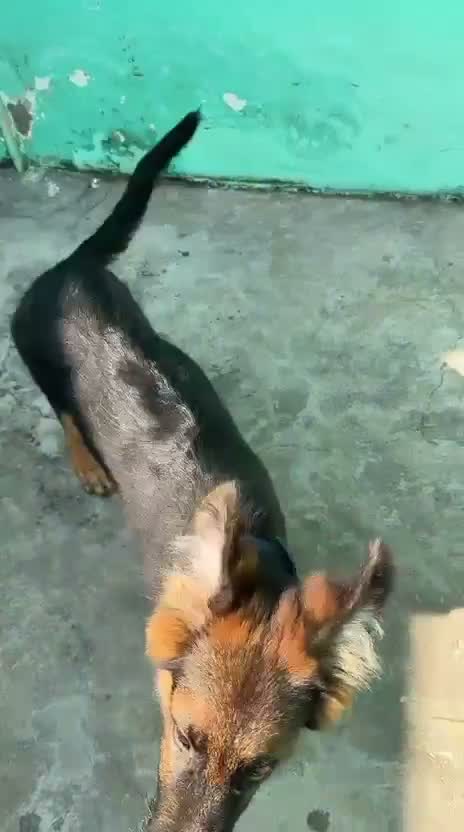 German Shepherd Puppy, farm video