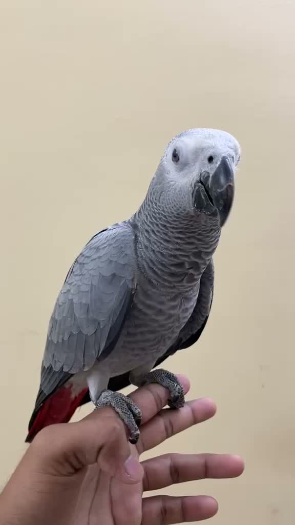 African Grey Parrot, farm video