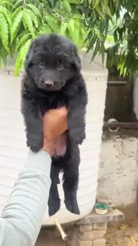 German Shepherd Puppy, farm video