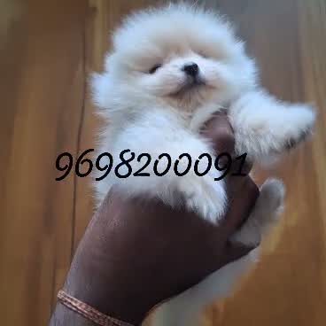 Toy Poodle Puppy, farm video
