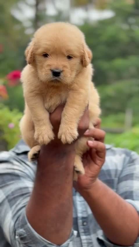 Golden Retriever, farm video