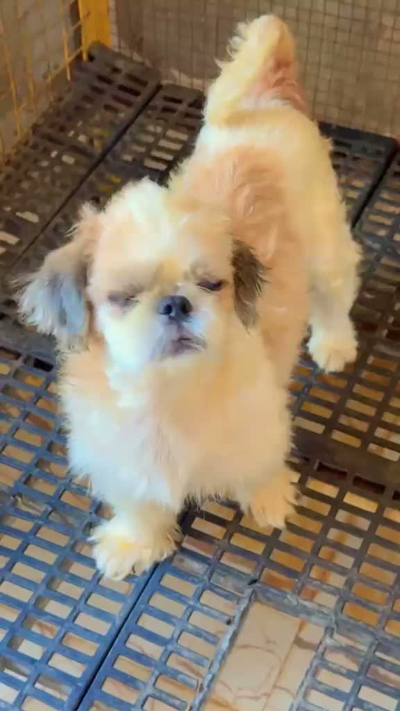 Shih Tzu | Black Color, farm video